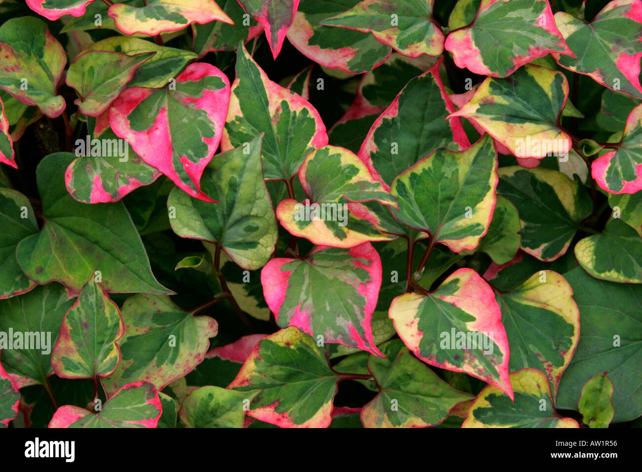 Coloured variegated leaves of garden plant Houttuynia cordata variegata Chameleon Stock Photo