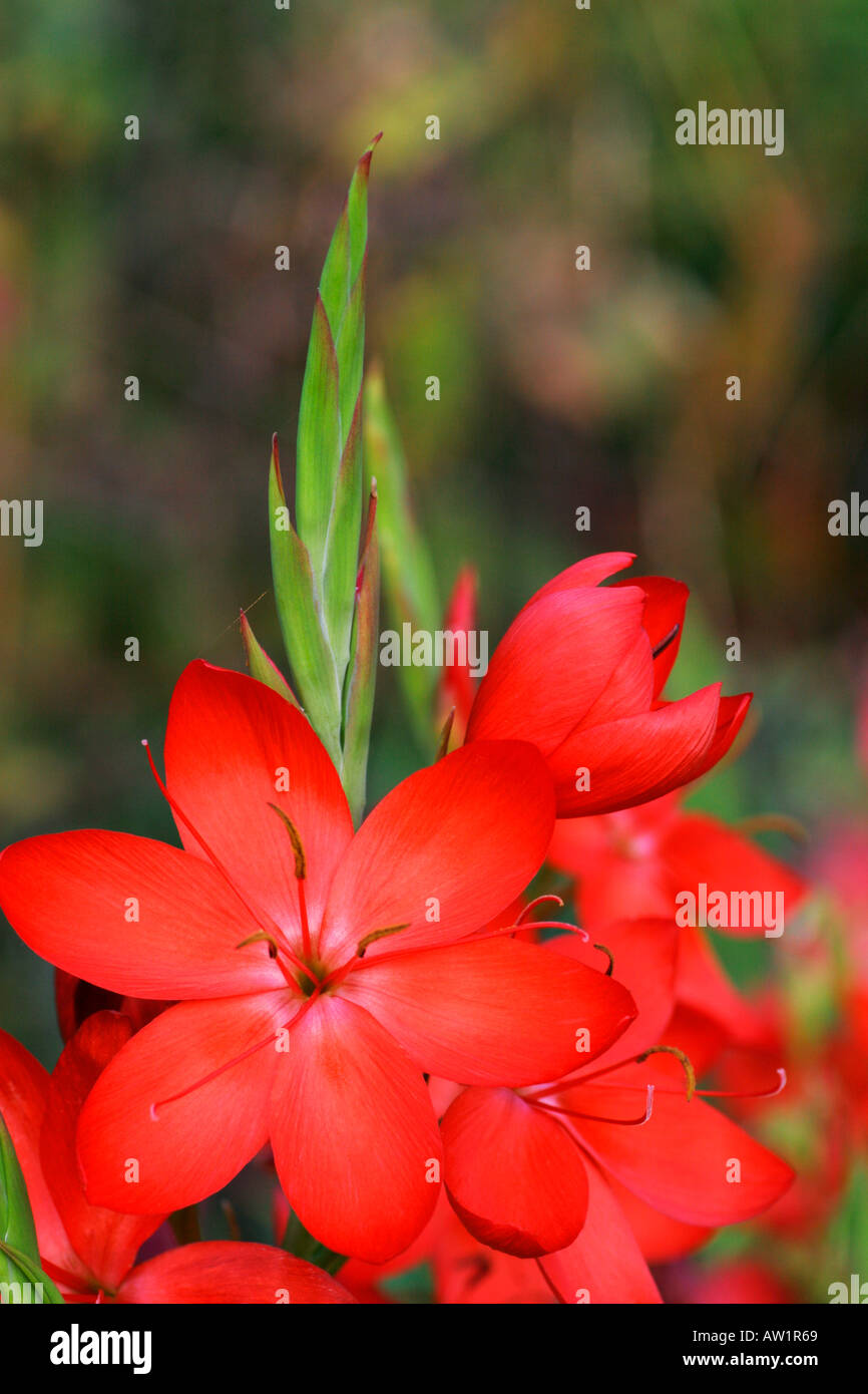 Red flowers of plant Kaffir Lily or Crimson Flag Botanical name Stock Photo 5366632 Alamy