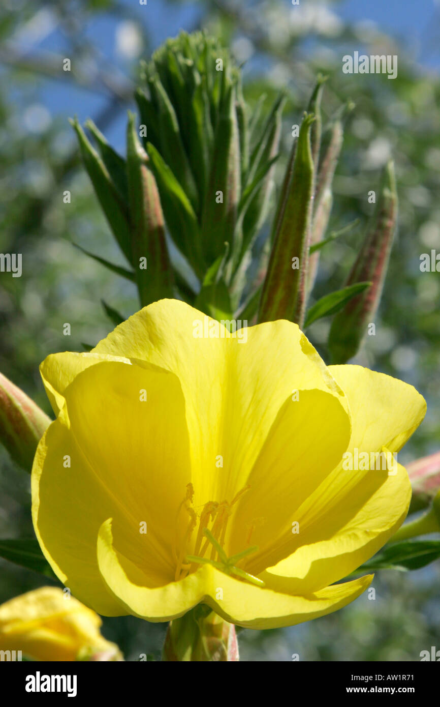 Yellow flower of Evening Primrose Botanical name Oenothera