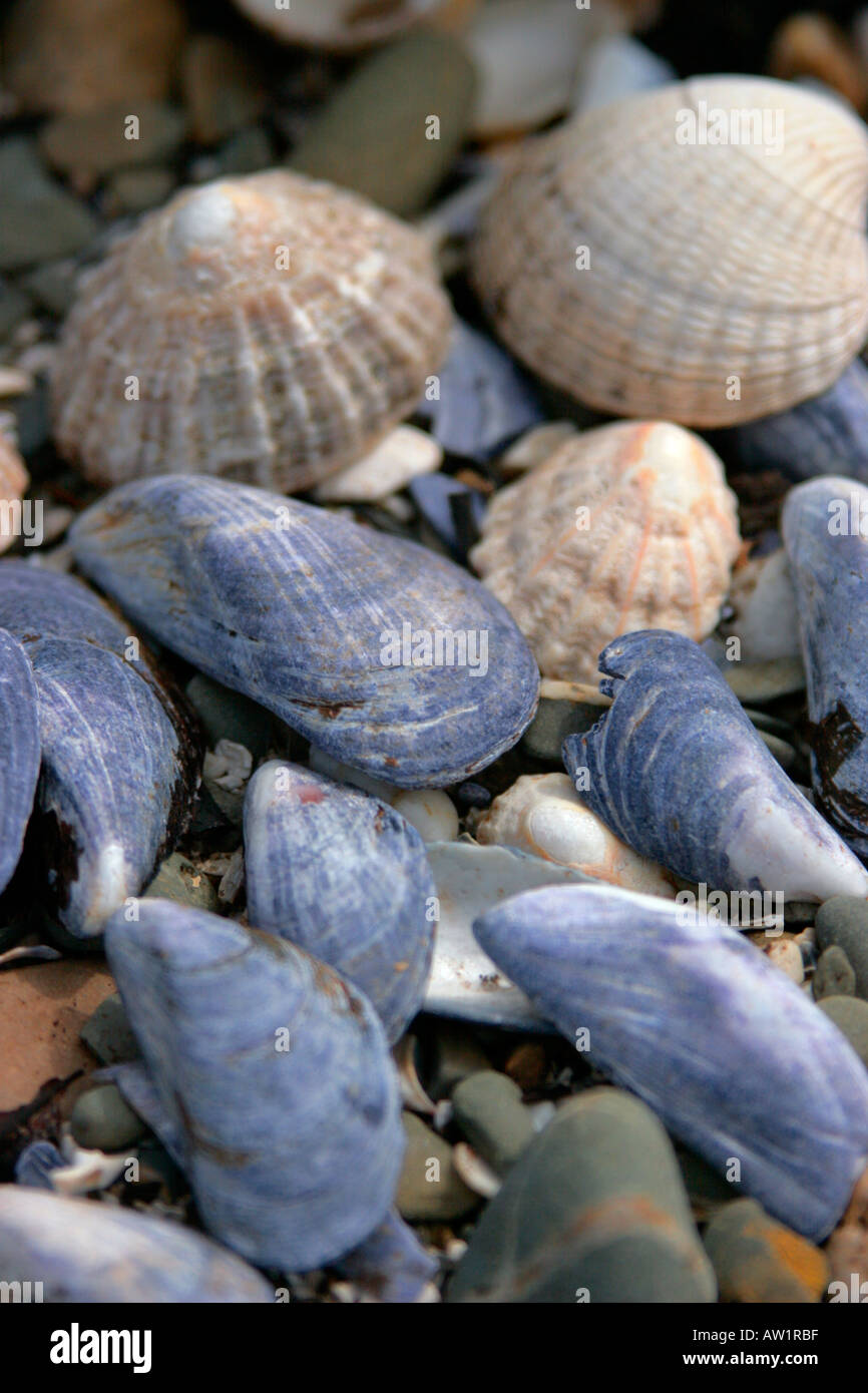assorted seashells on beach in Scotland soft focus Stock Photo - Alamy