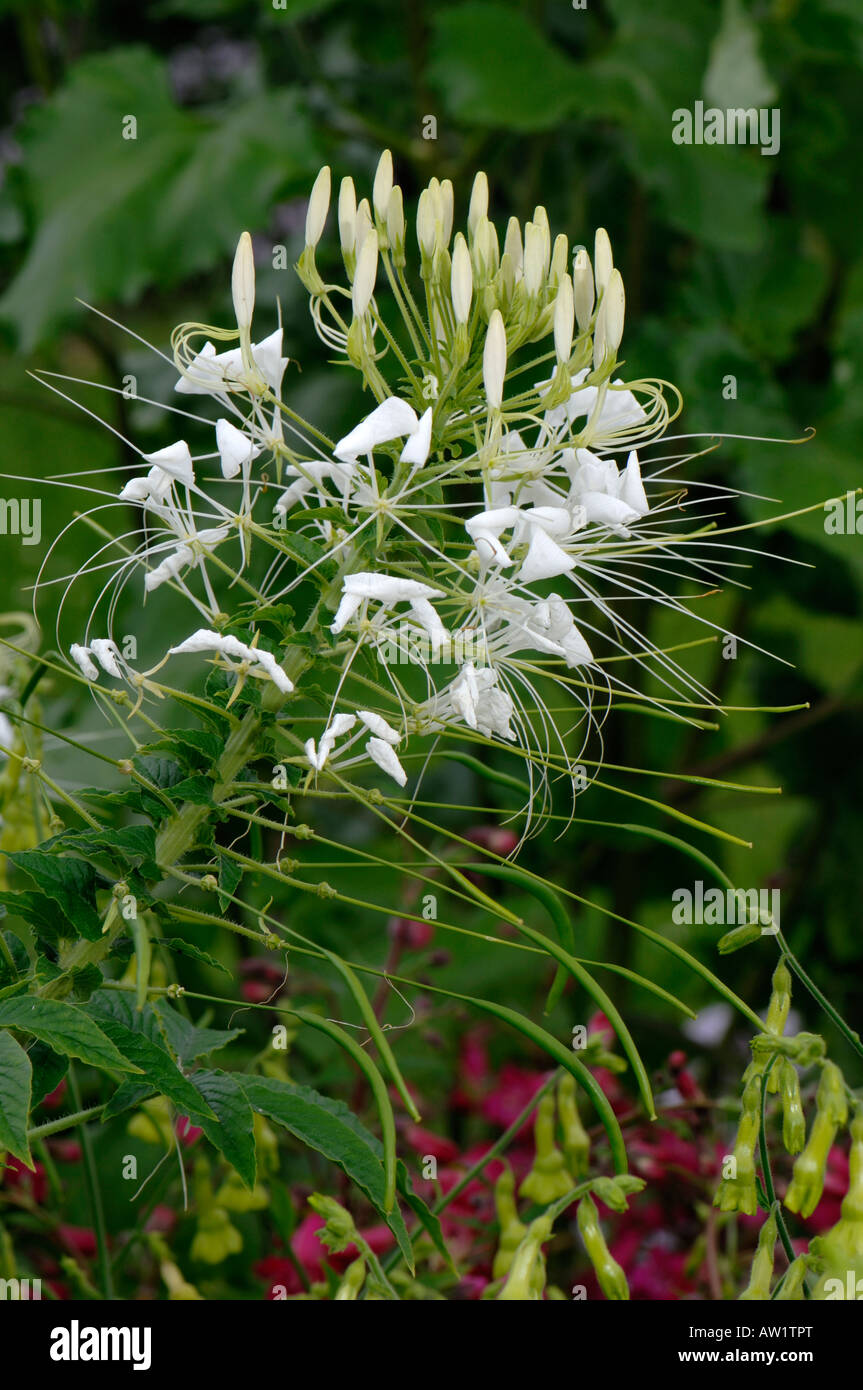 Spider Plant, Spider Flower (Cleome spinosa Helen Campbell), flowering