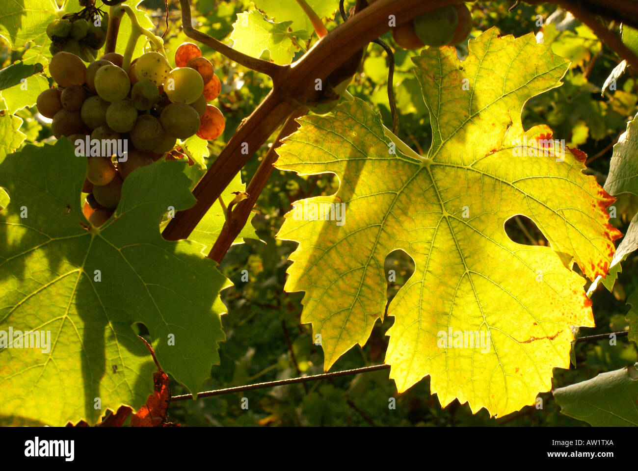 Bunch of grapes and grape leaf Stock Photo