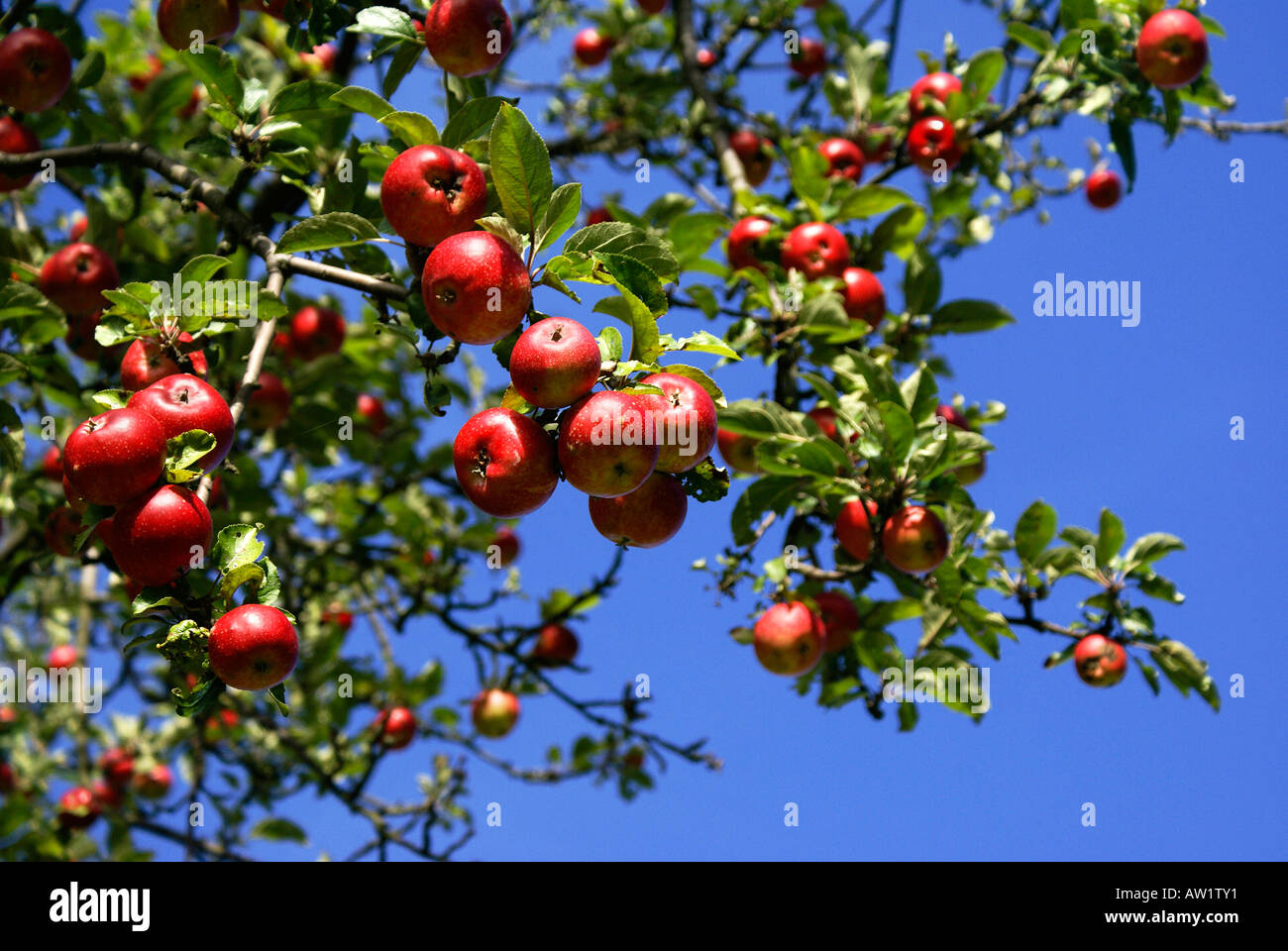 Red apples on a tree and blue sky Stock Photo
