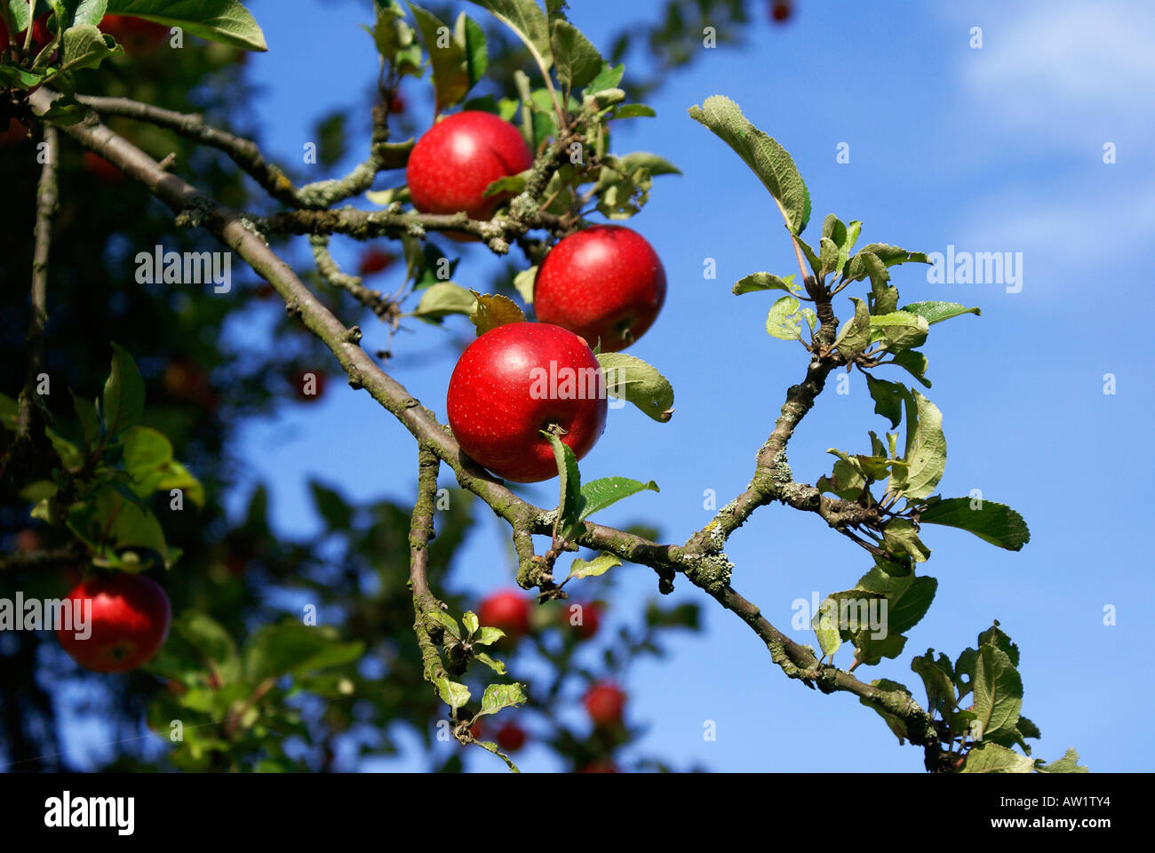 Red apples on a tree and blue sky Stock Photo