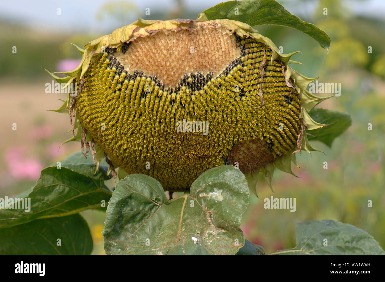 Sunflower (Helianthus annuus). Seed head from which birds have Stock