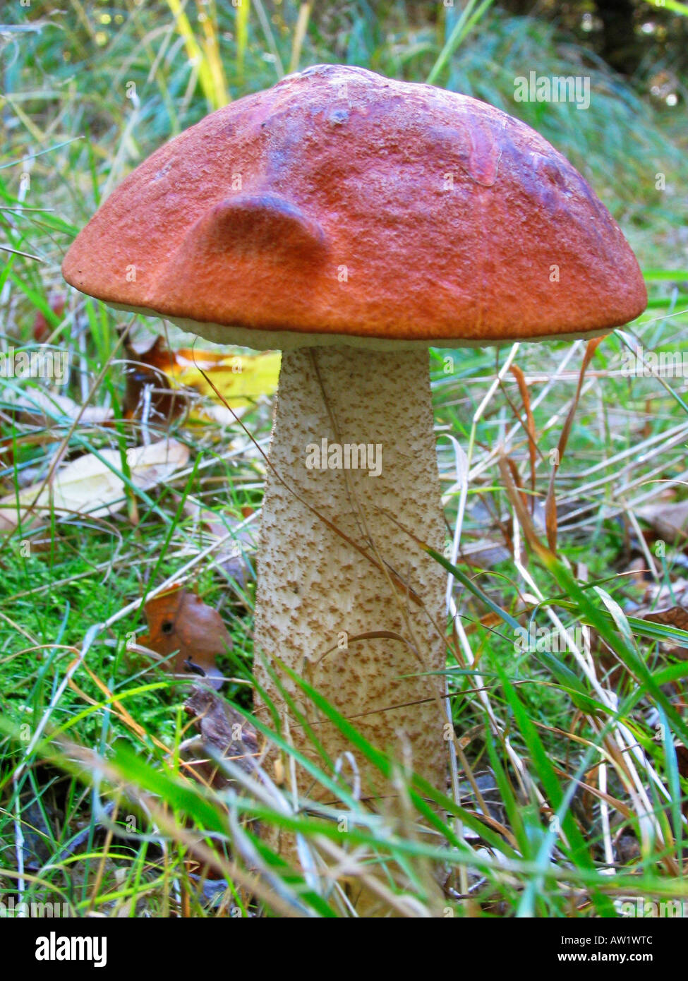 Bolet orange (Leccinum aurantiacum Stock Photo - Alamy