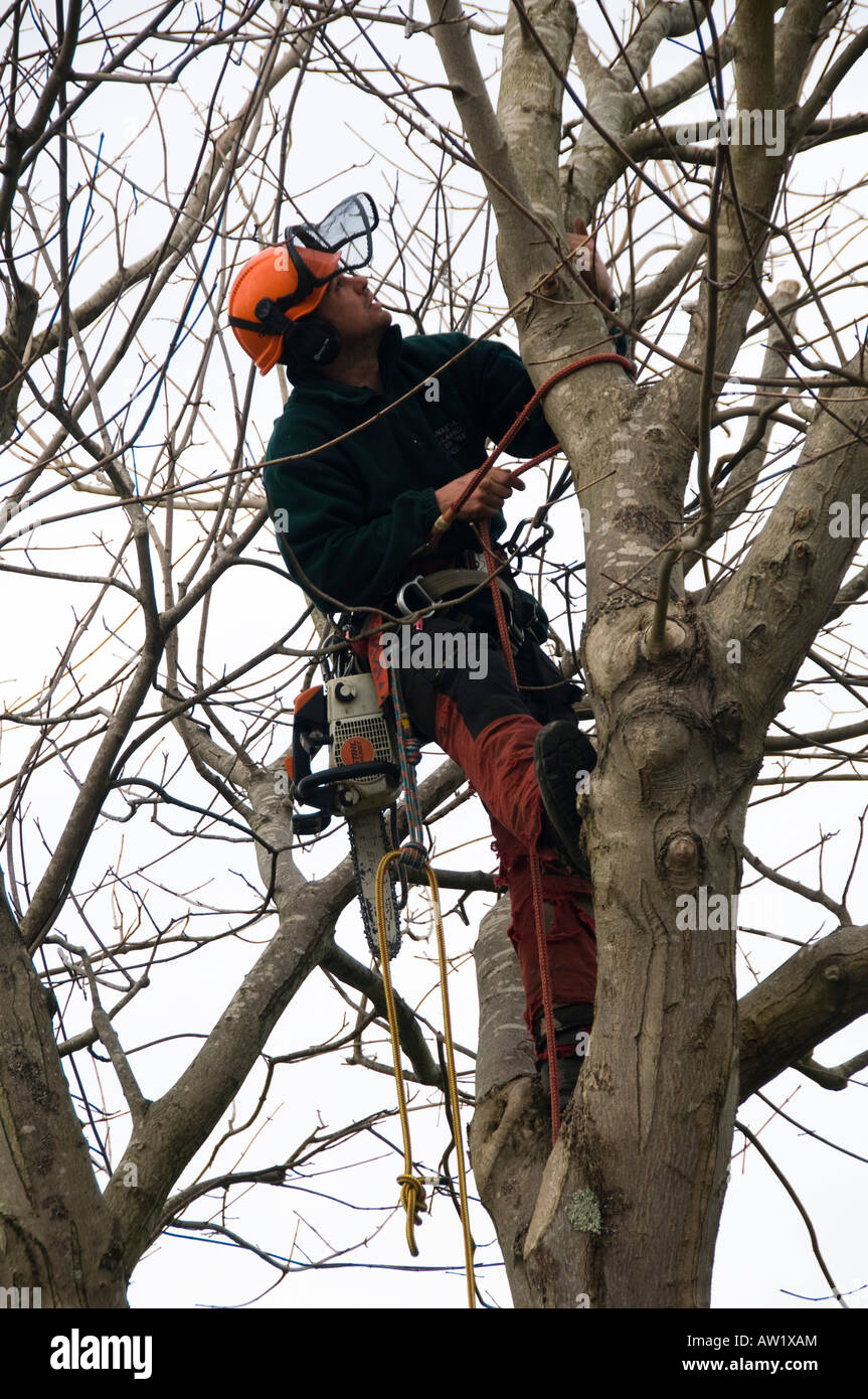 tree surgeon in an Acer tree with chain saw cutting branches off tree Aberystwyth Wales UK Stock Photo