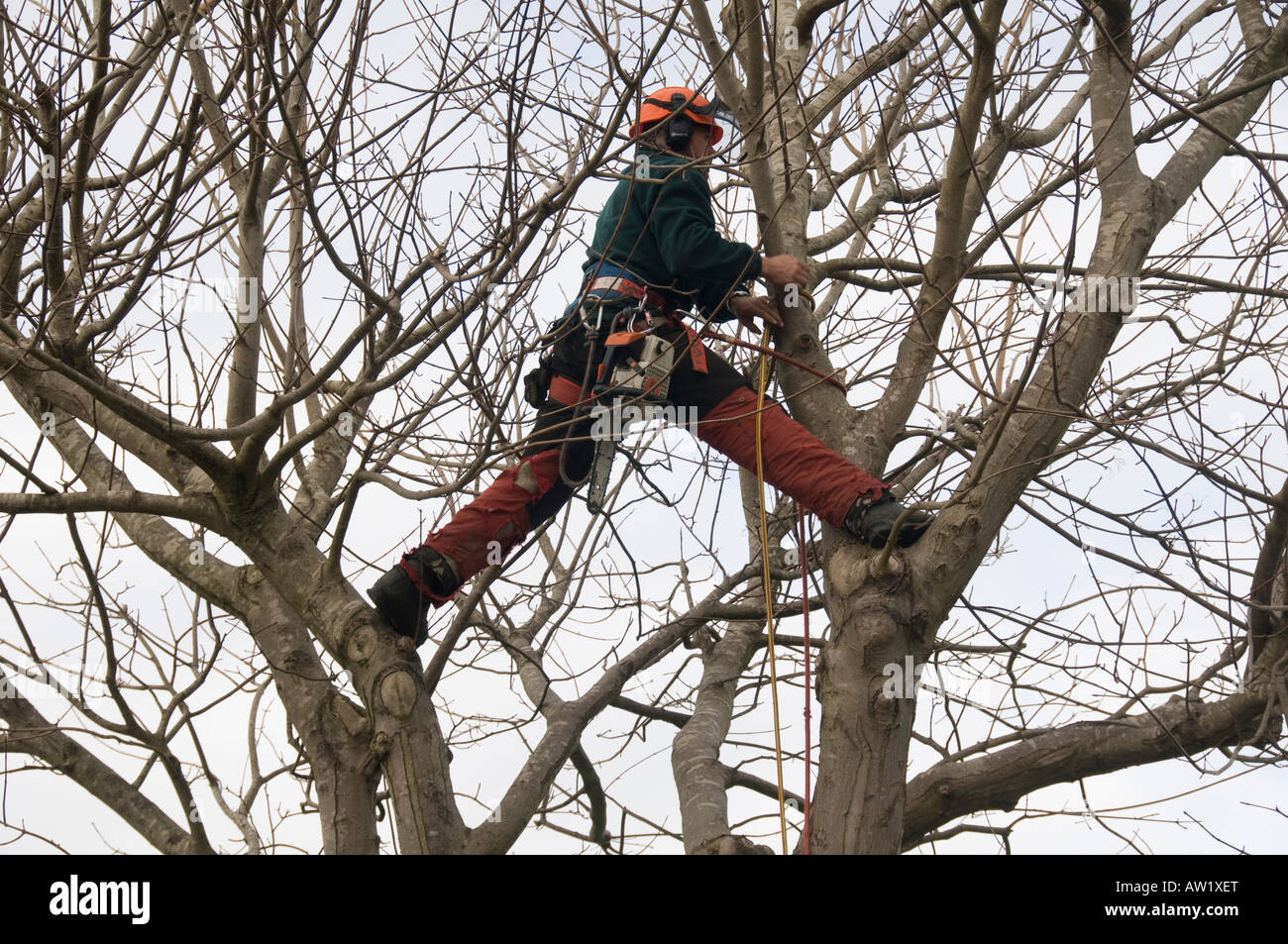 Tree surgeon wearing safety harness balancing in an Acer tree with