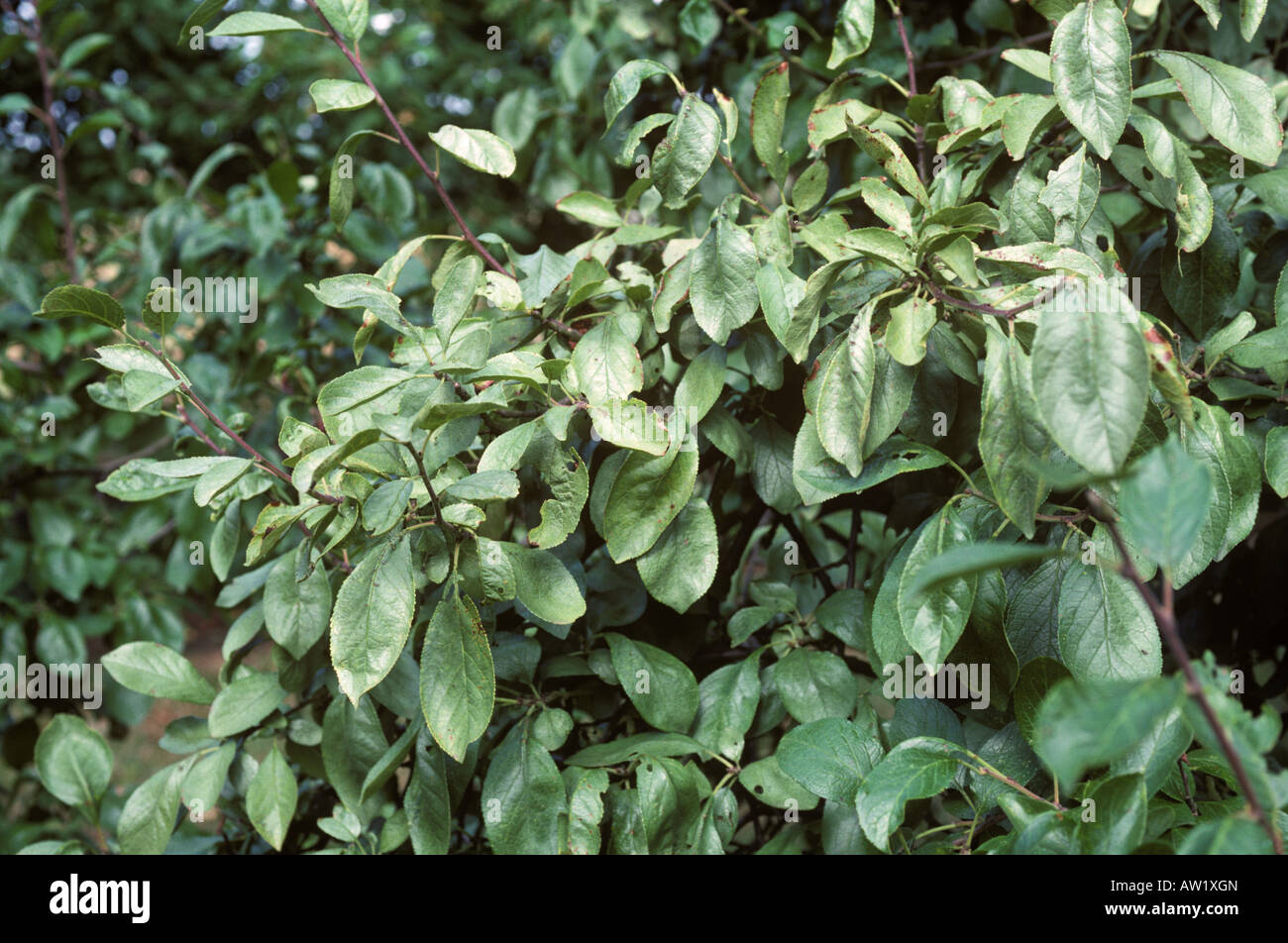 Silver leaf Chondrostereum purpureum infection symptoms on plum tree leaves Stock Photo
