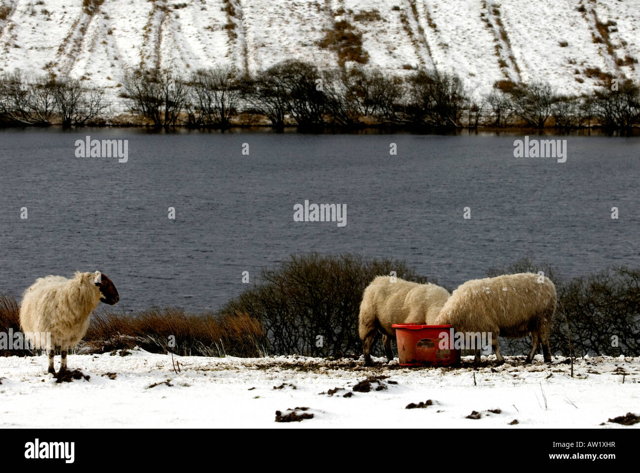 Two sheep eat feed from a bucket while a third looks on. With snow on the ground the animals require additional food. Stock Photo