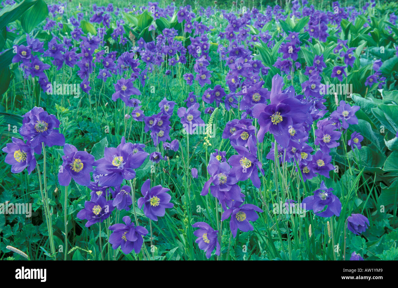 Siberian Columbine / Aquilegia glandulosa. Altai-Sayan region, sibalpine meadows Stock Photo