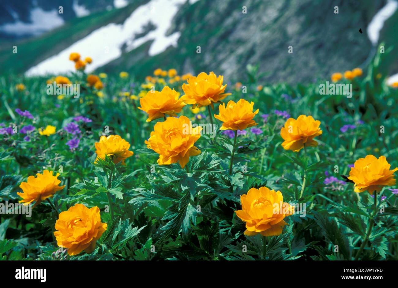 Asian Globe flowers Trollius asiaticus. Altai-Sayan region, subalpine meadows of Siberia Stock Photo