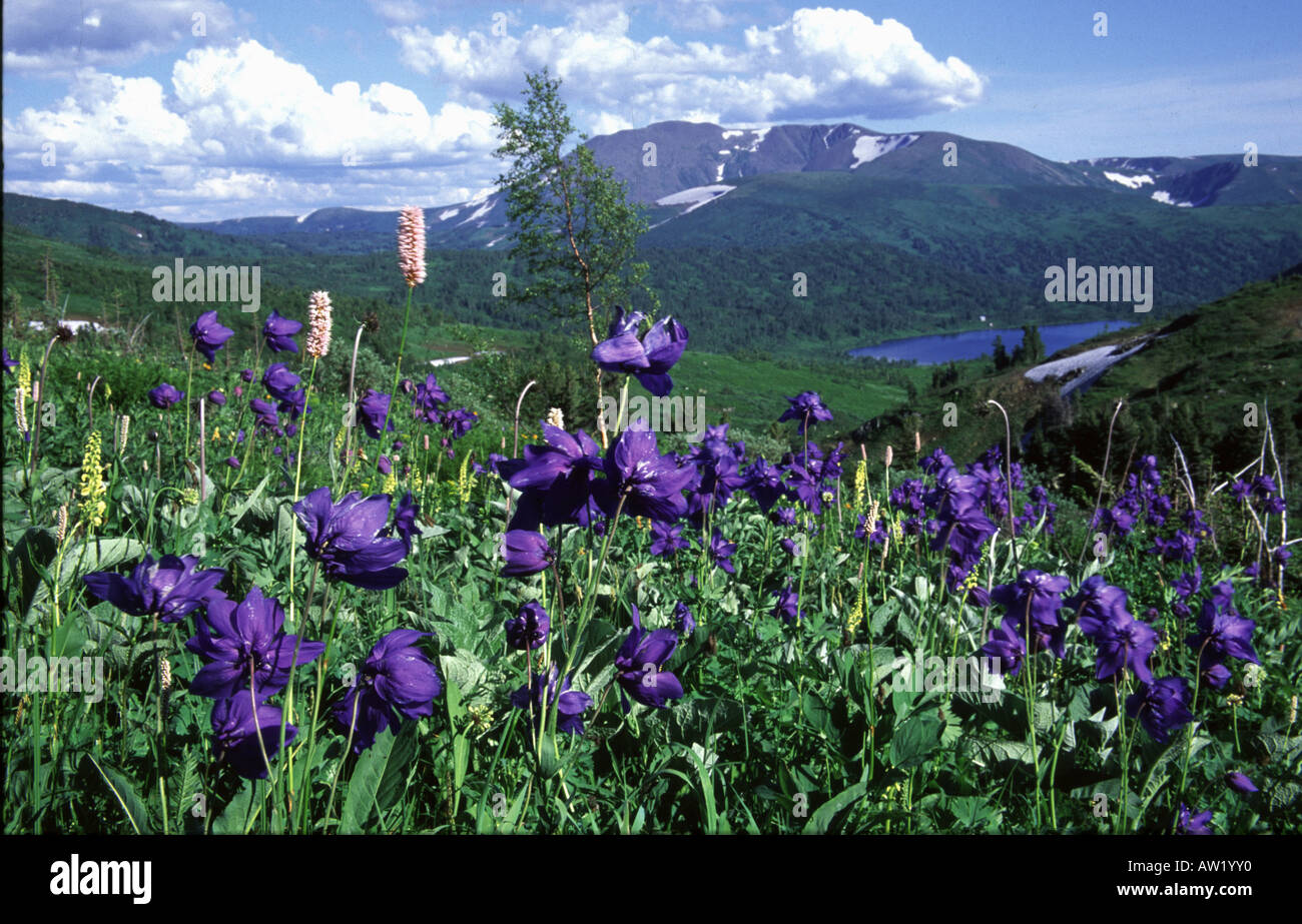 Altai-Sayan region, subalpine meadows of Siberia. Aquilegia glandulosa Stock Photo
