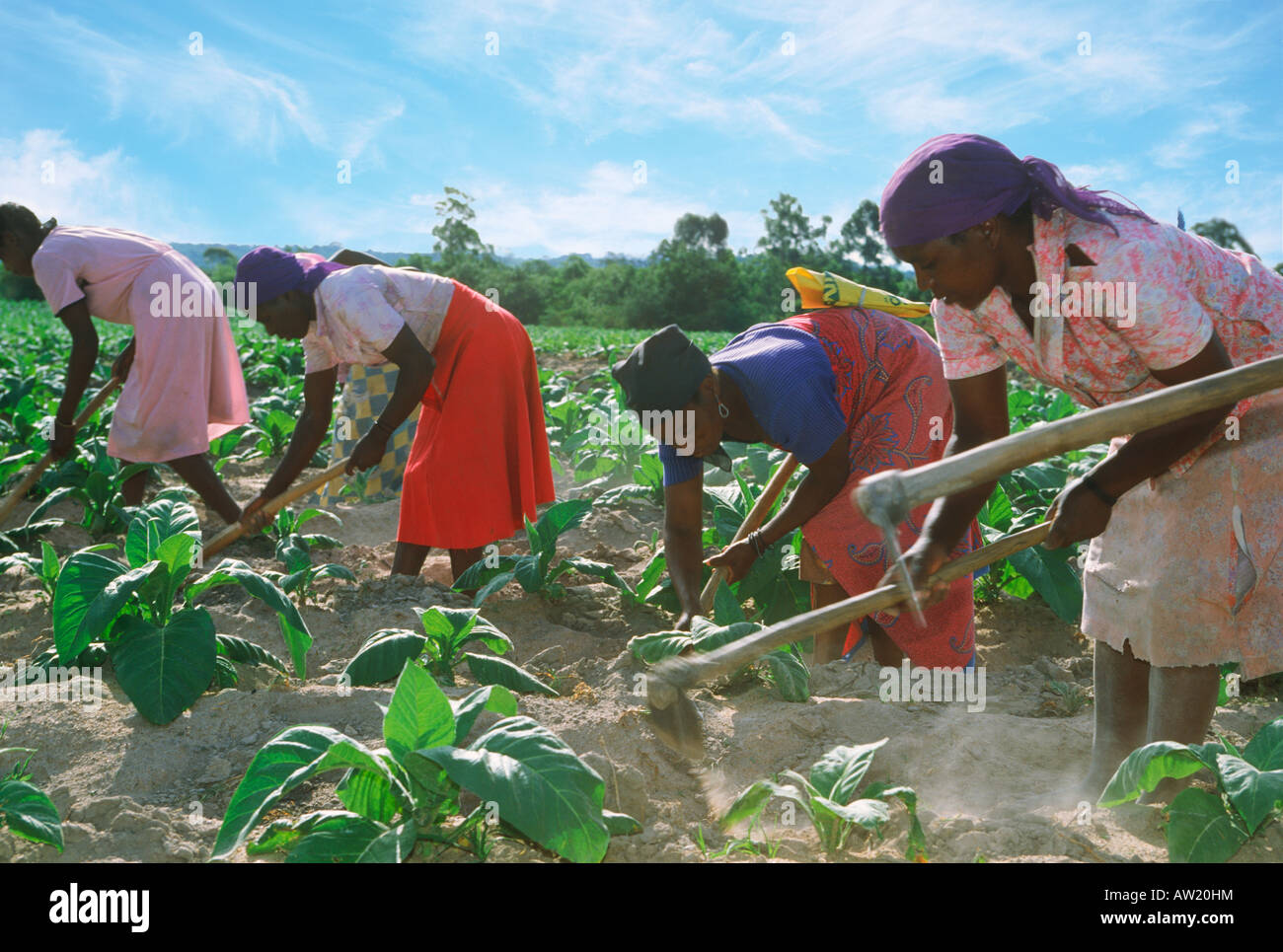 African women with hoe amid rows of tobacco plants on plantation in Zimbabwe Stock Photo
