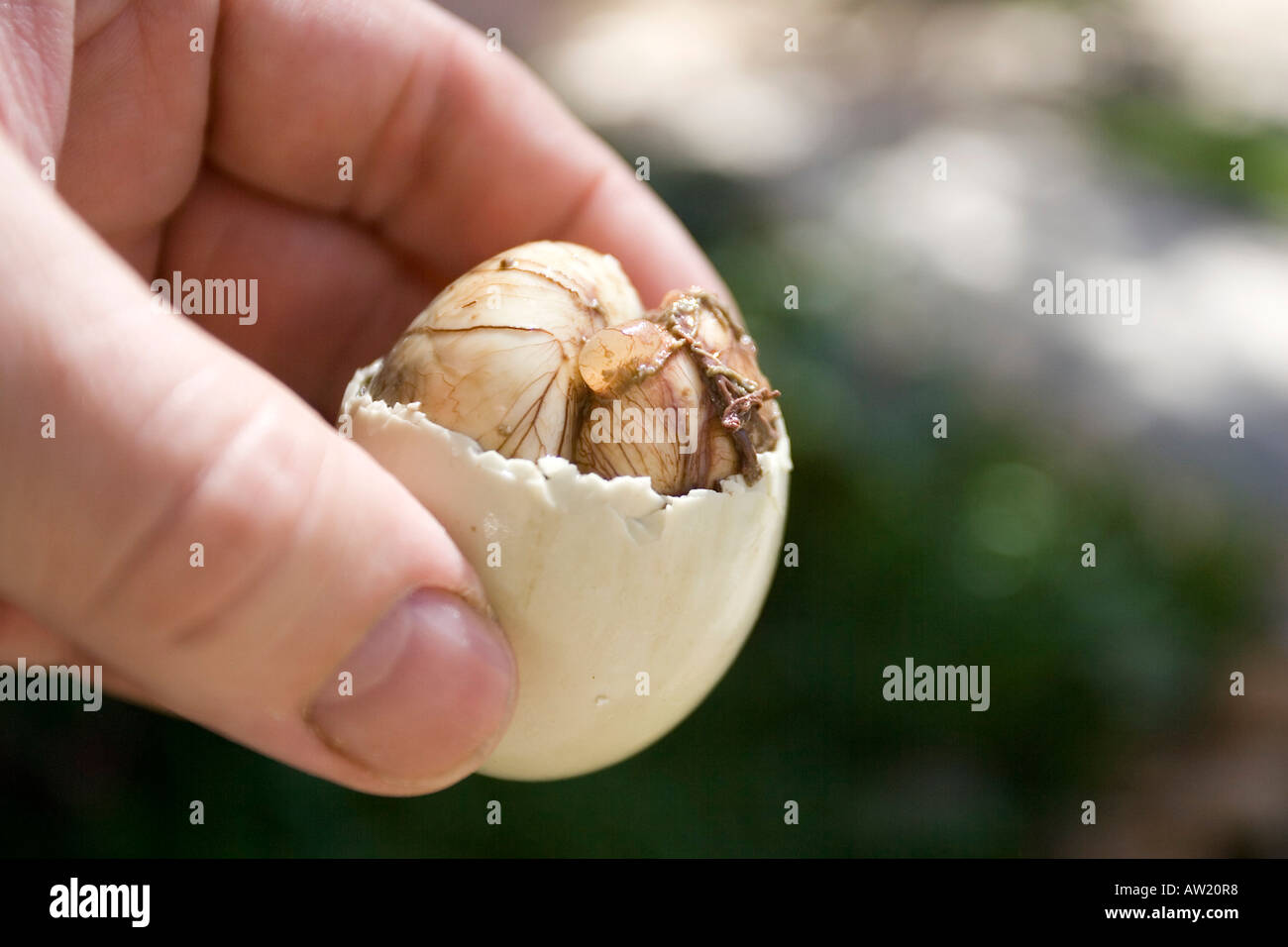 Balut ( duck's egg brood for about 17 days), delicacy on the Philippines Stock Photo