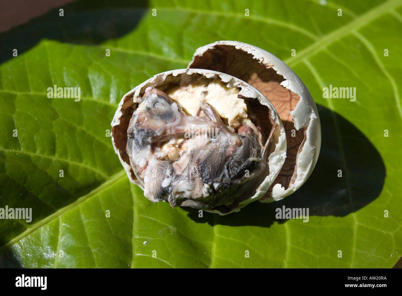 Balut ( duck's egg brood for about 17 days), delicacy on the Philippines Stock Photo