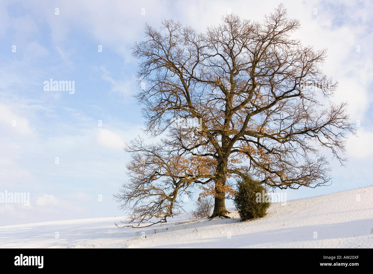 A broad-leafed tree and a bush on a snowy meadow Stock Photo