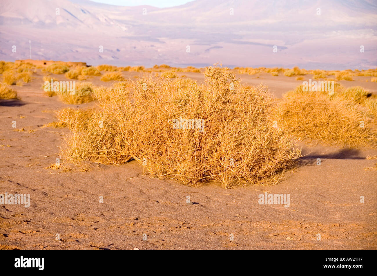 Chile Atacama Desert wire grass sand dunes mountains Stock Photo