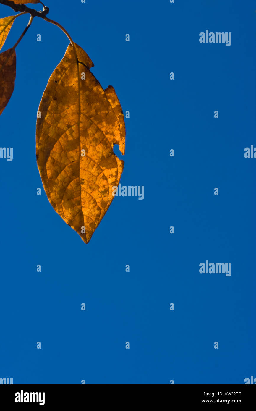 Fall colorful leaf on deep blue sky Stock Photo