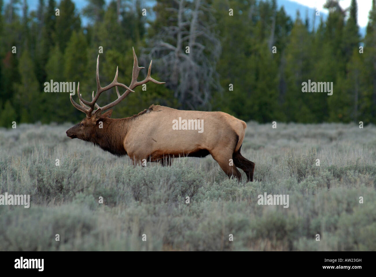 Bull elk during the rutting mating season grand teton national park