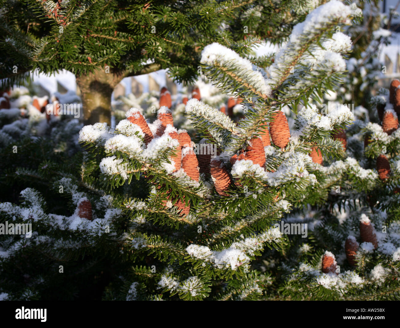 fir cones of Abies Koreana in snow Stock Photo