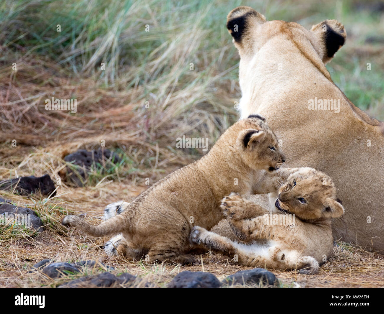 Lioness (panthera leo) with two cubs playing Stock Photo - Alamy