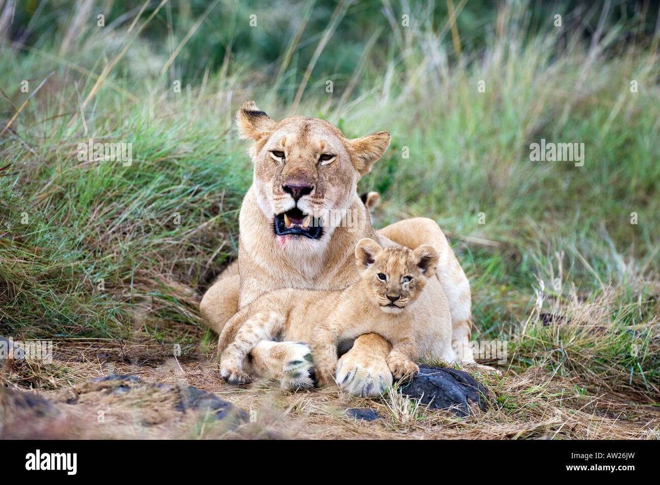 Lioness (panthera leo) with cub Stock Photo