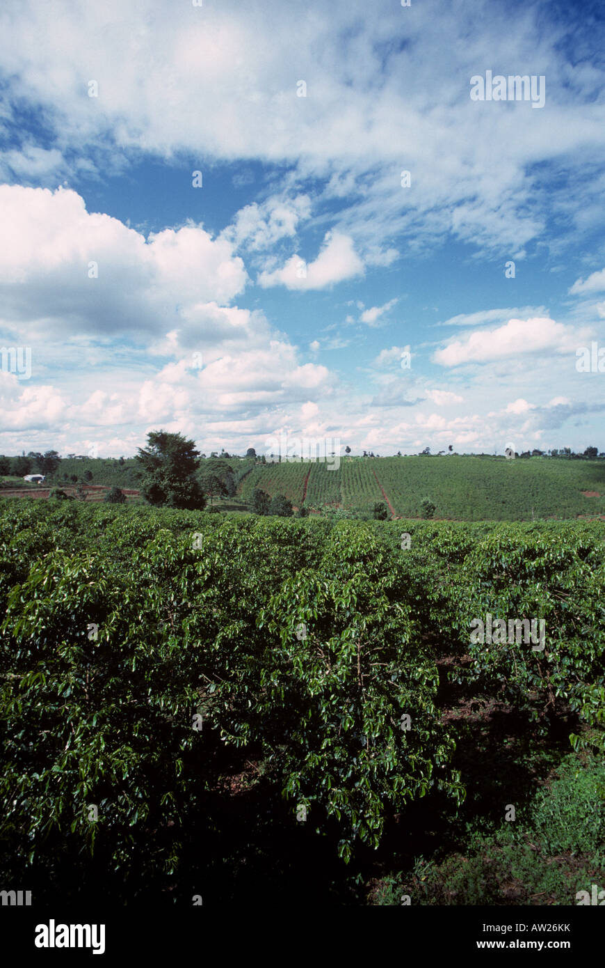 Coffee plantation africa hires stock photography and images Alamy