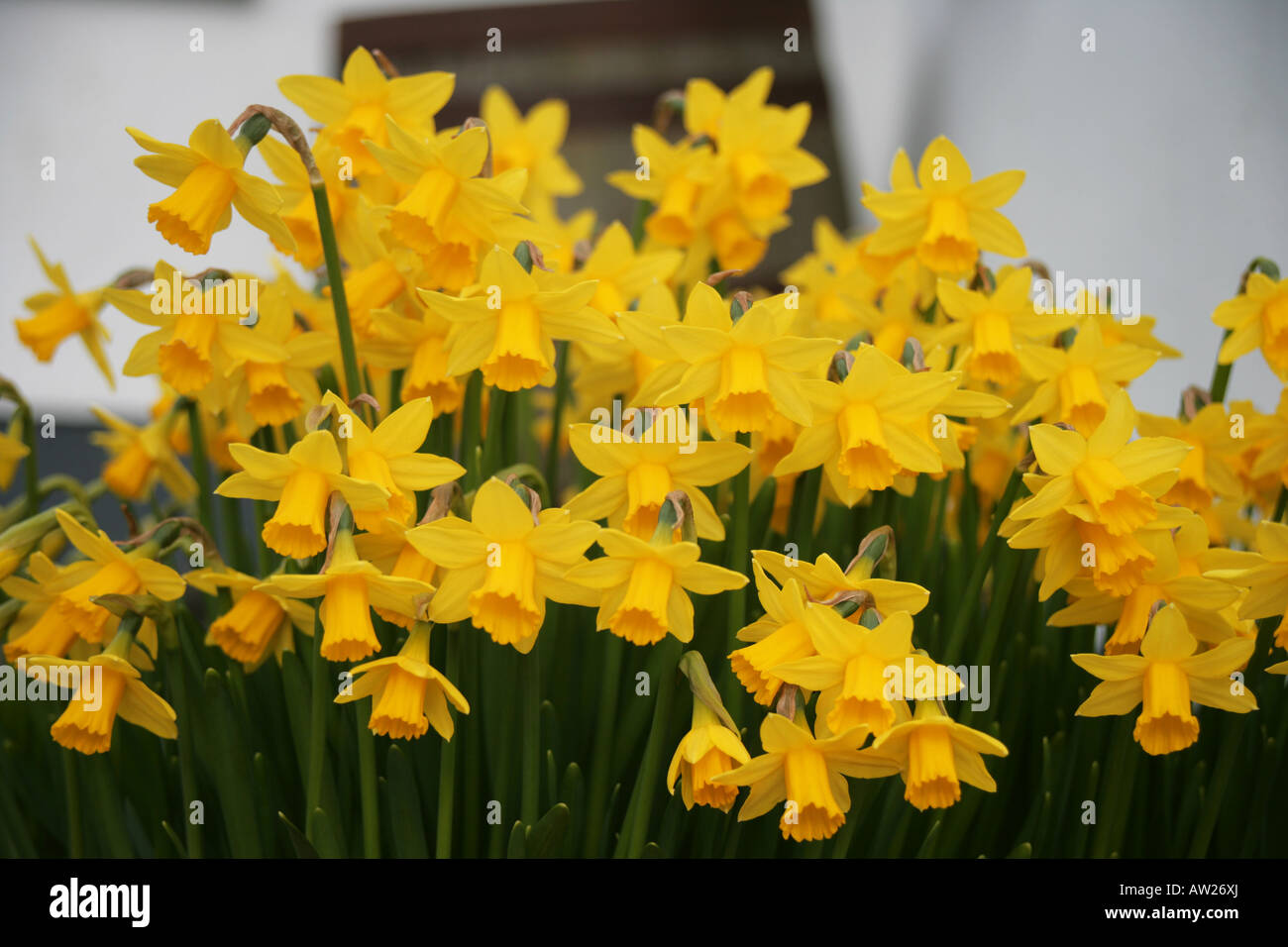 early flowering miniature daffodil Tete a Tete Stock Photo Alamy