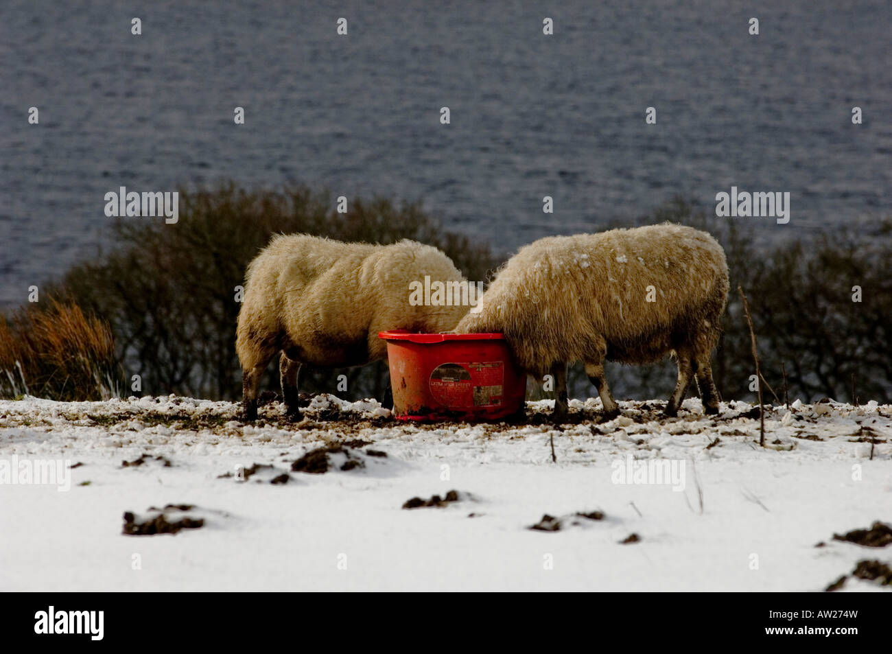 Two sheep eat feed from a bucket while a third looks on. With snow on the ground the animals require additional food. Stock Photo