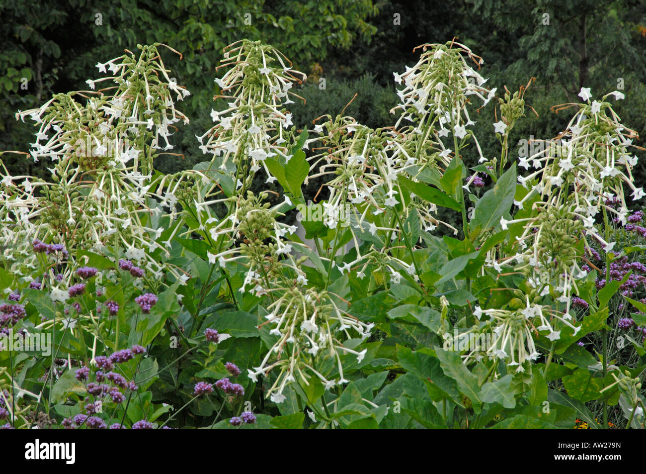 Woodland Tobacco (Nicotiana sylvestris), flowering Stock Photo