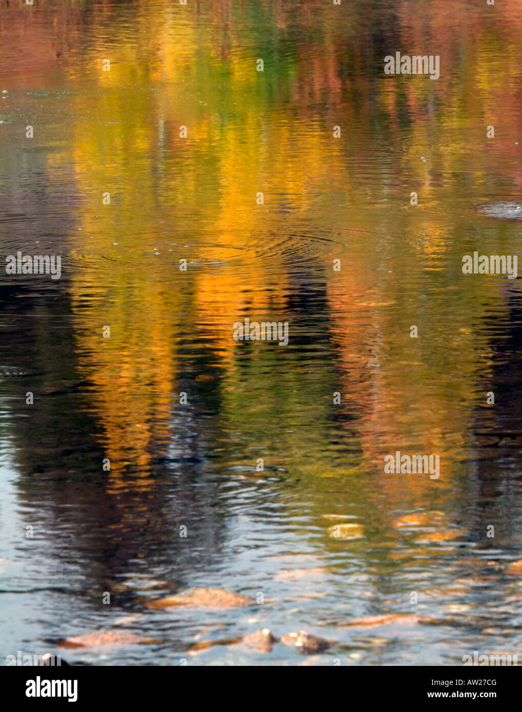 Tree Reflection Yellow Distorted Tree Image Yellow High Resolution Stock Photography and ...