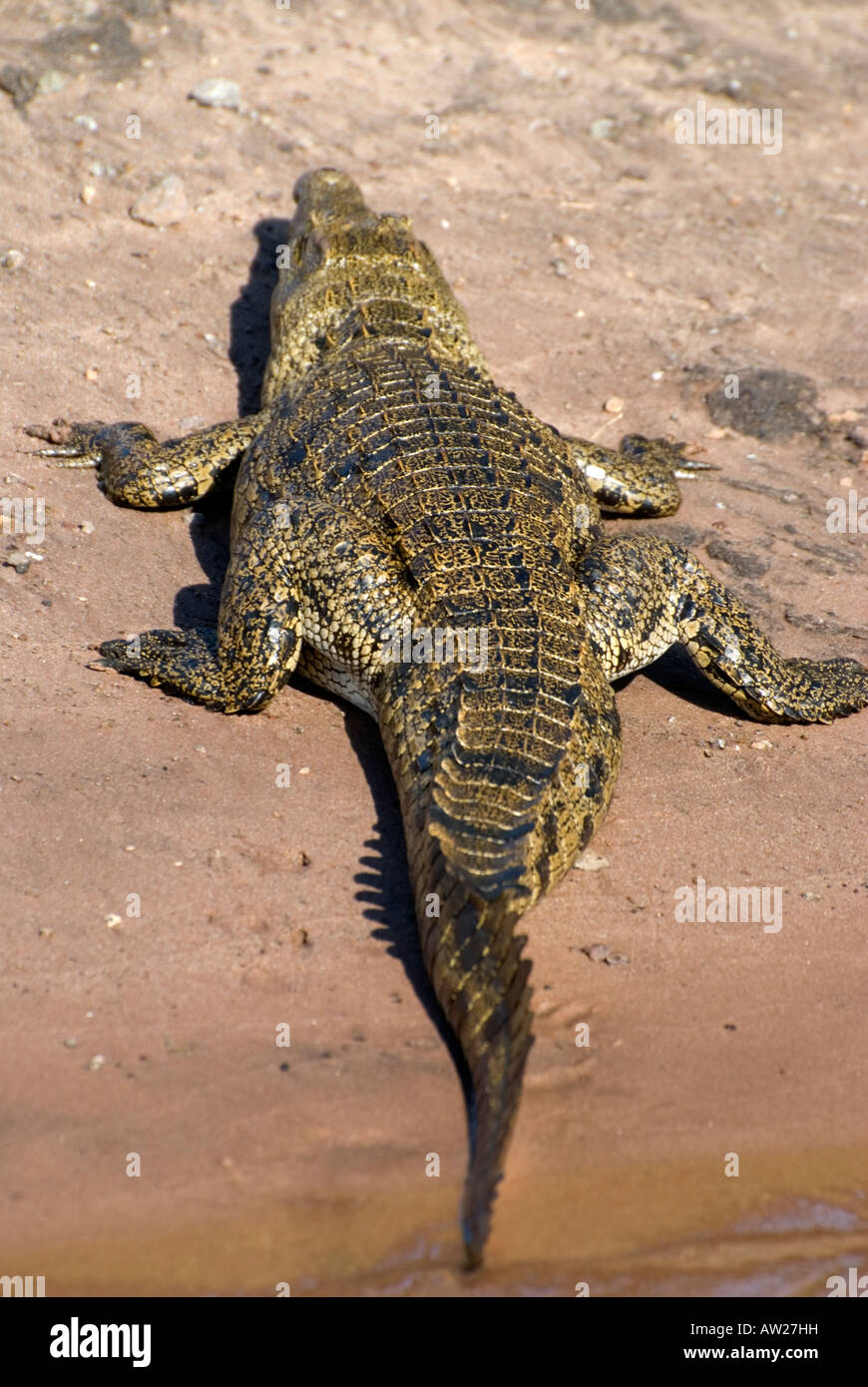 Nile Crocodile Stock Photo