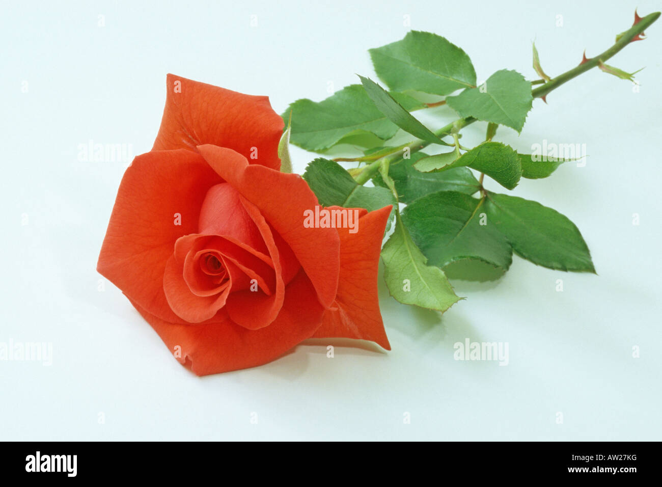 Red Rose (Rosa sp) variety: Salita, studio picture Stock Photo - Alamy