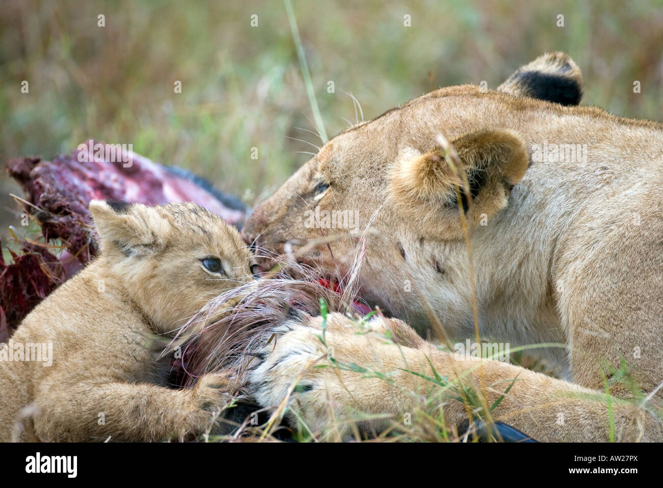 Lioness (panthera leo) and cub facing each other over a wildebeest kill Stock Photo