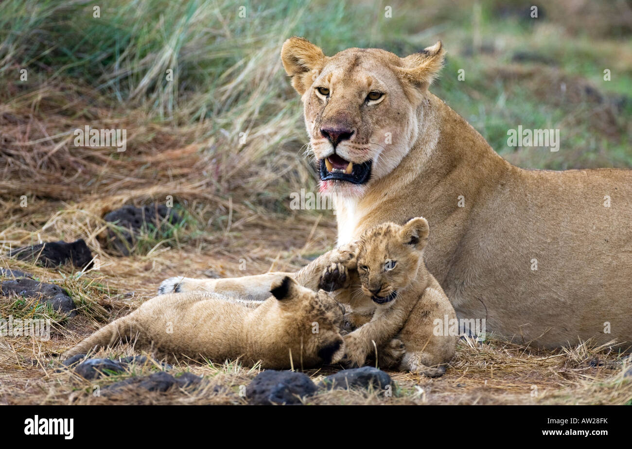 Lioness (panthera leo) with two cubs playing Stock Photo - Alamy