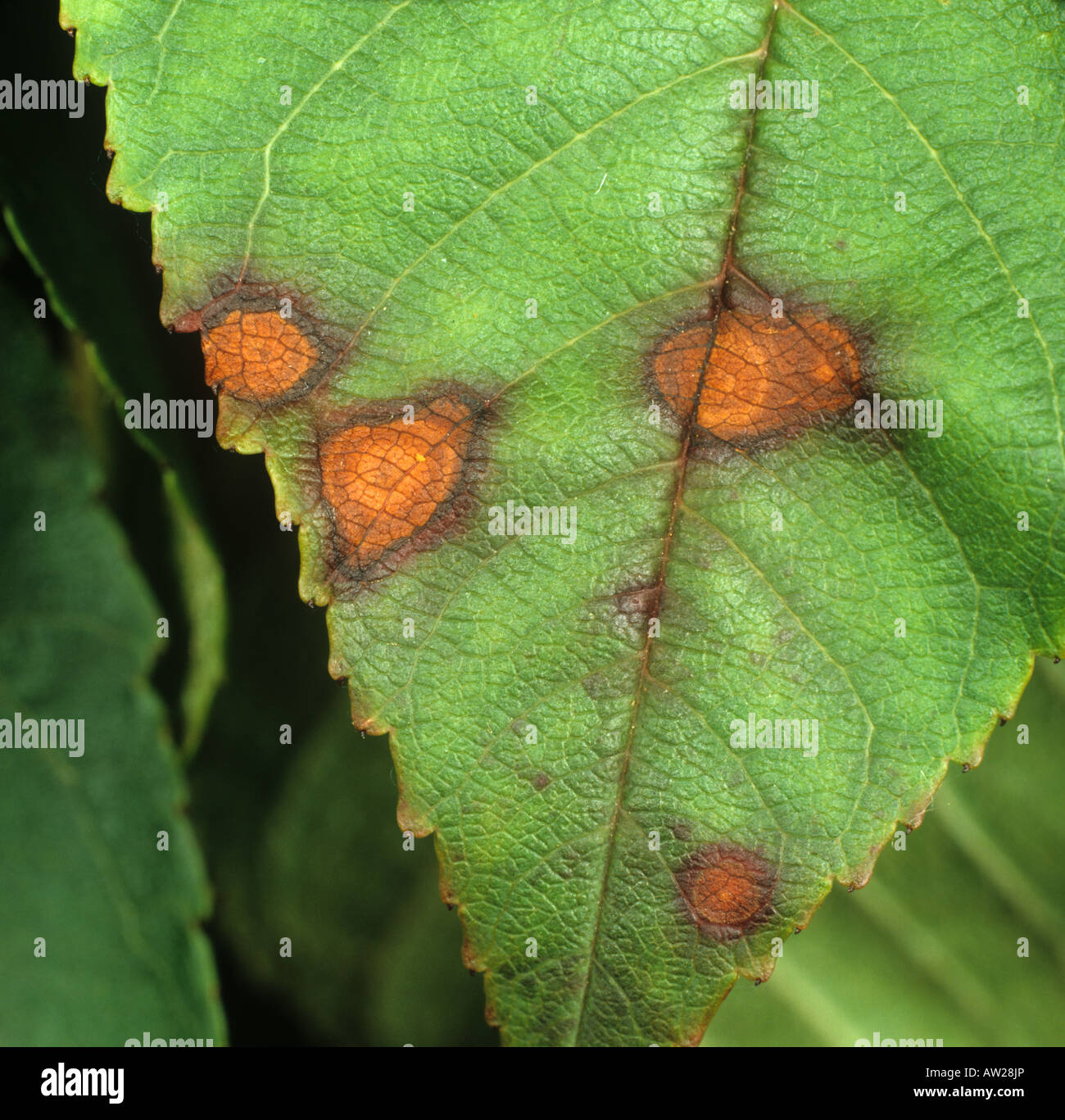 Bacterial canker or shot hole Pseudomonas syringae mors prunorum lesions on a cherry leaf Stock Photo