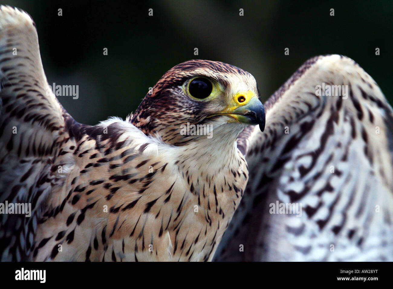 Peregrine-cross-Kyr falcon Stock Photo