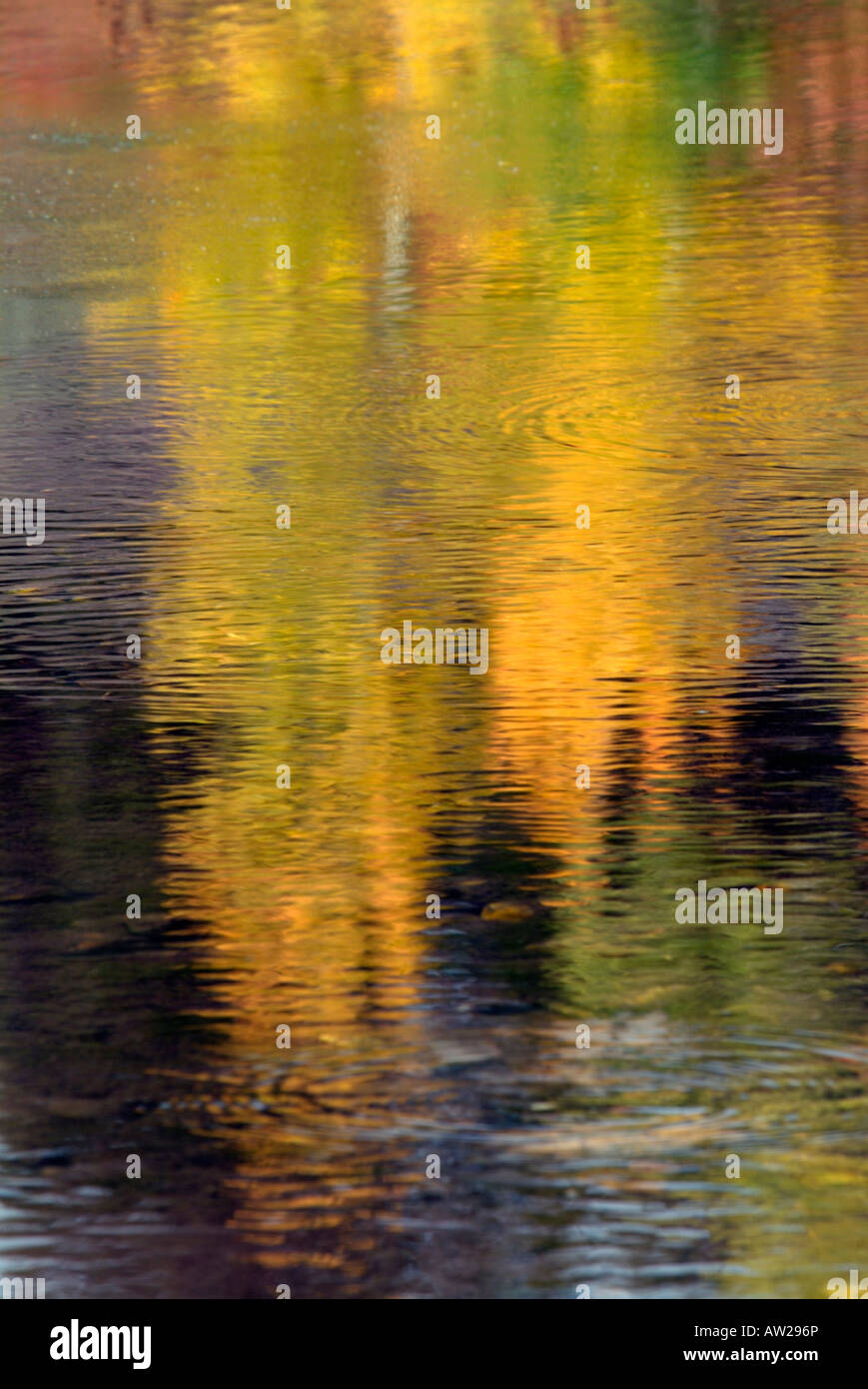 multicoloured red orange yellow and green abstract reflection of trees ...
