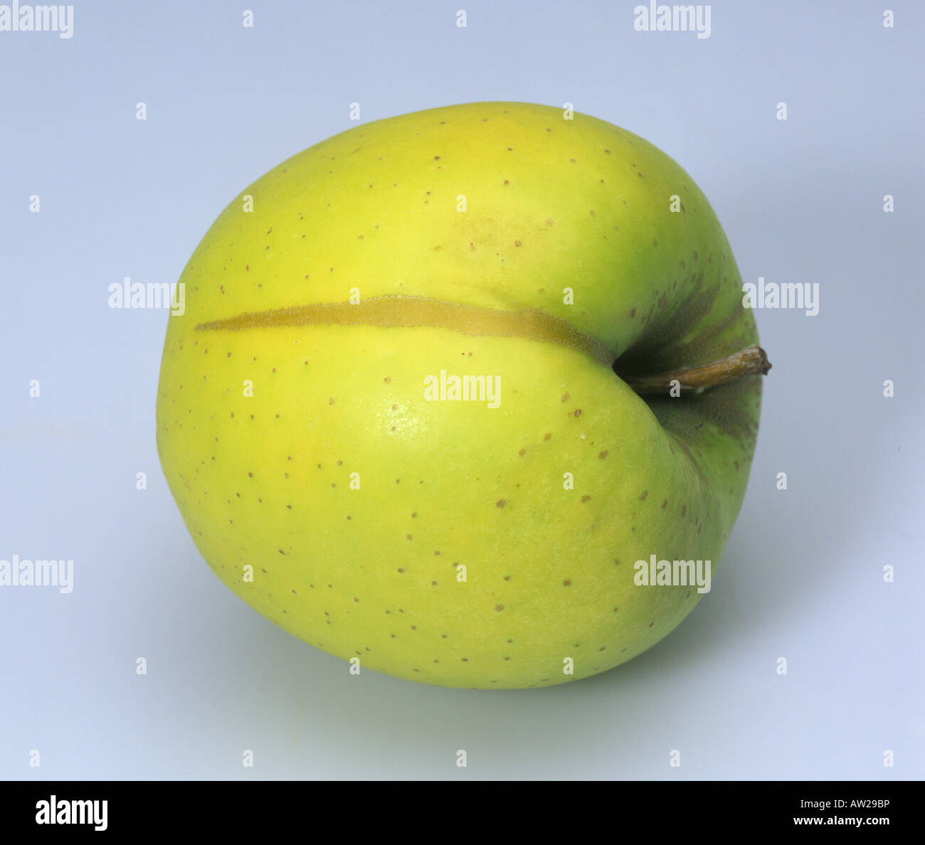 Russet mark or frost lick on an apple fruit caused by frost early in the development Stock Photo