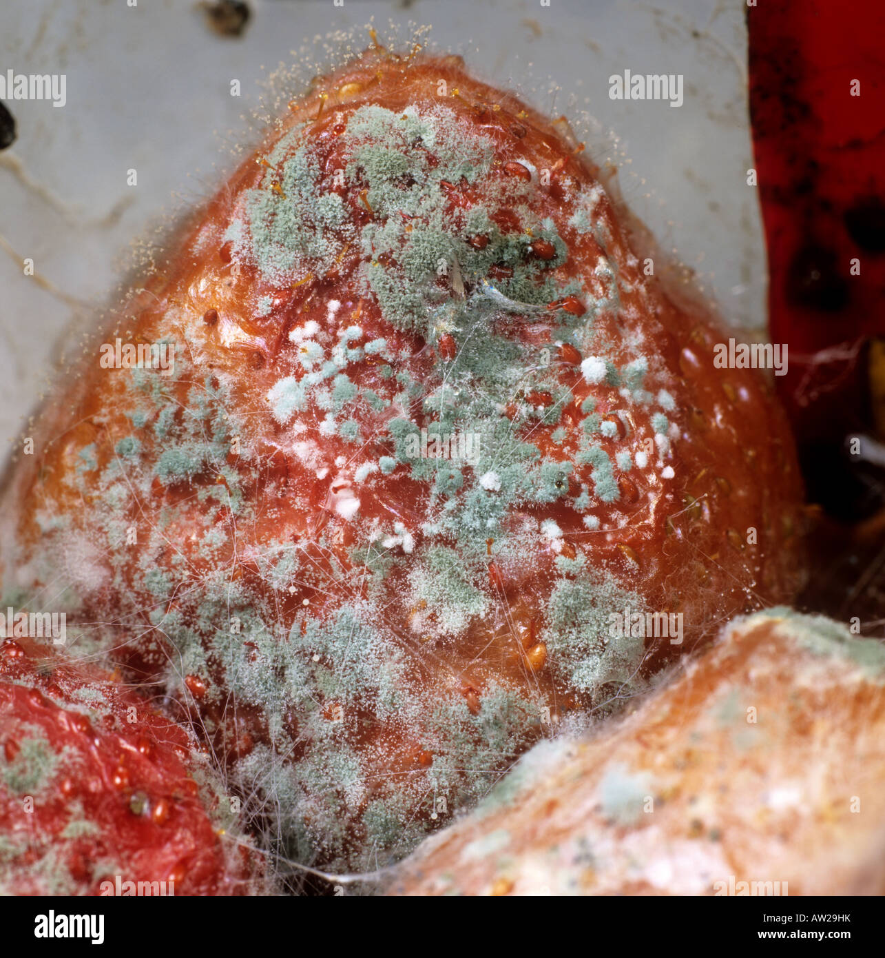 Storage mould Penicillium sp with other fungi on strawberry fruit Stock Photo