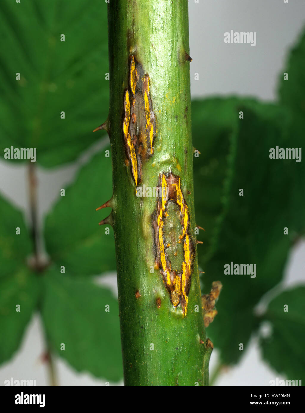 Stem rust Kuehneola uredinis lesions on blackberry stem Stock Photo