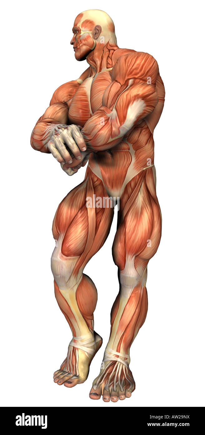 musculature of humans Stock Photo