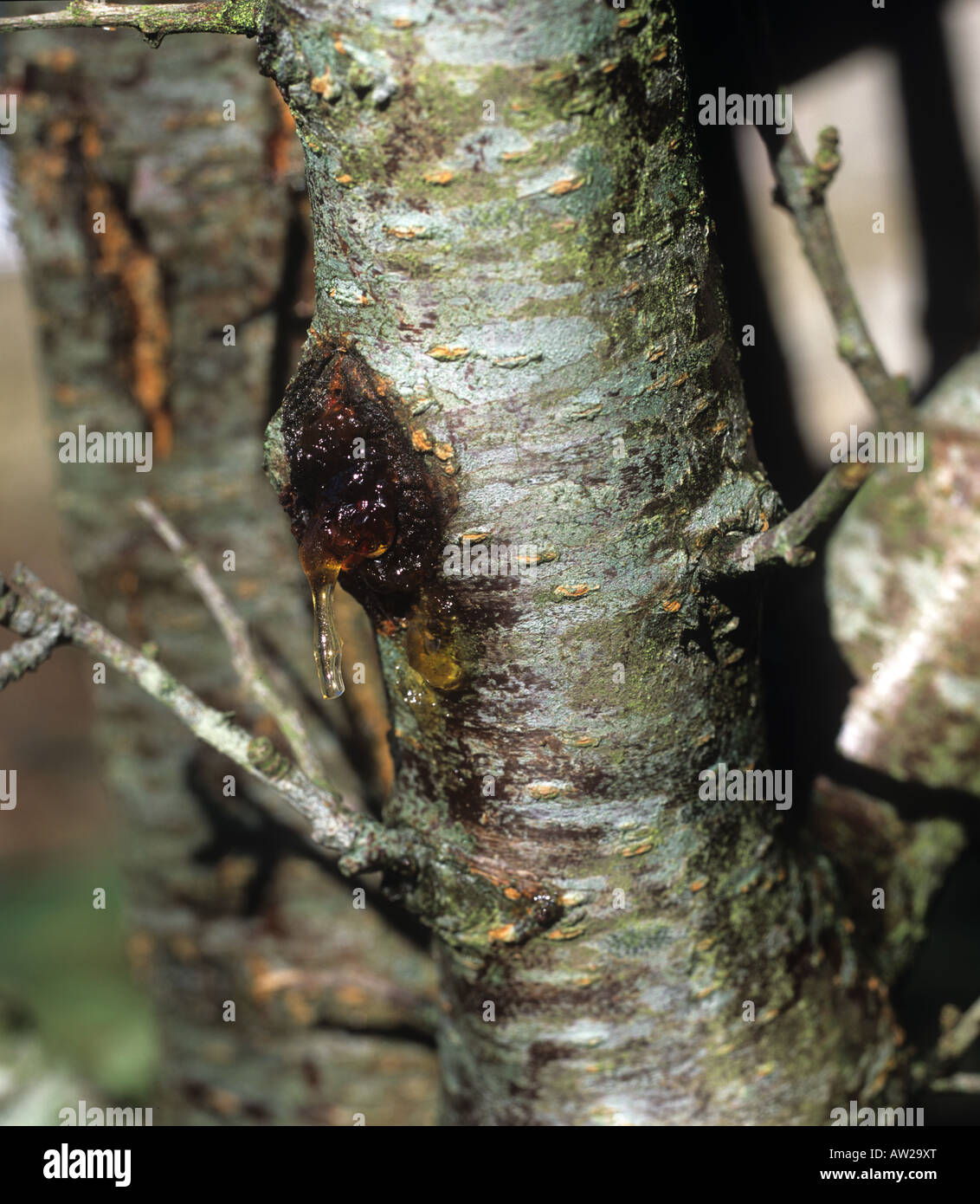 Bacterial blight Pseudomonas mors prunorum gummosis on a plum tree trunk Stock Photo