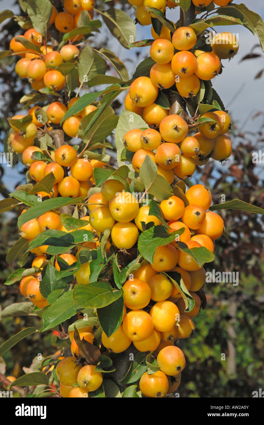 Crab Apple (Malus Golden twig with apples on a tree Stock