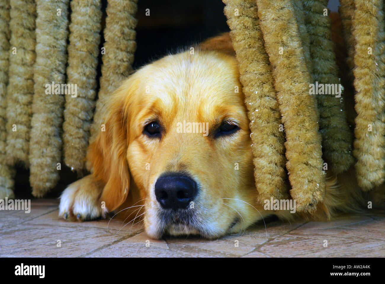 Sad golden retriever lying on the floor Stock Photo - Alamy