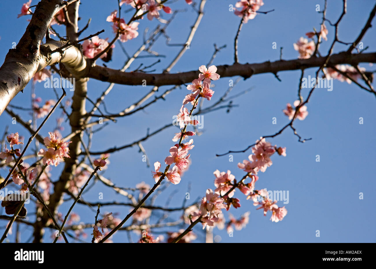 Pink spring blossom of Bitter Almond tree Prunus dulcis Cork Nut