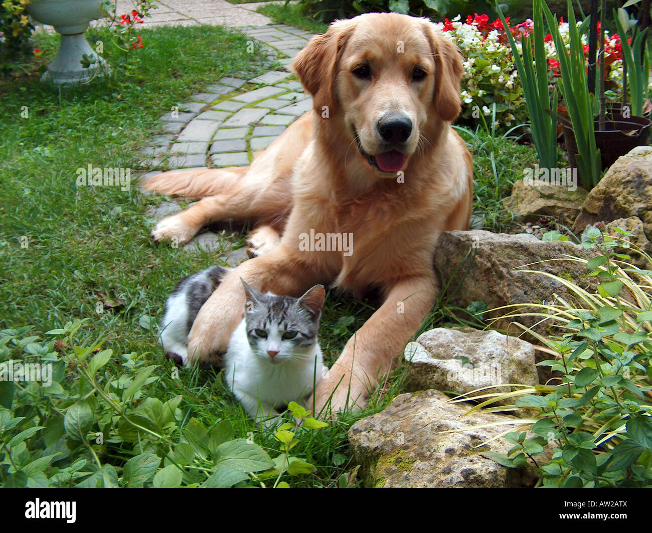 Best friends. Golden retriever and domestic cat. Stock Photo