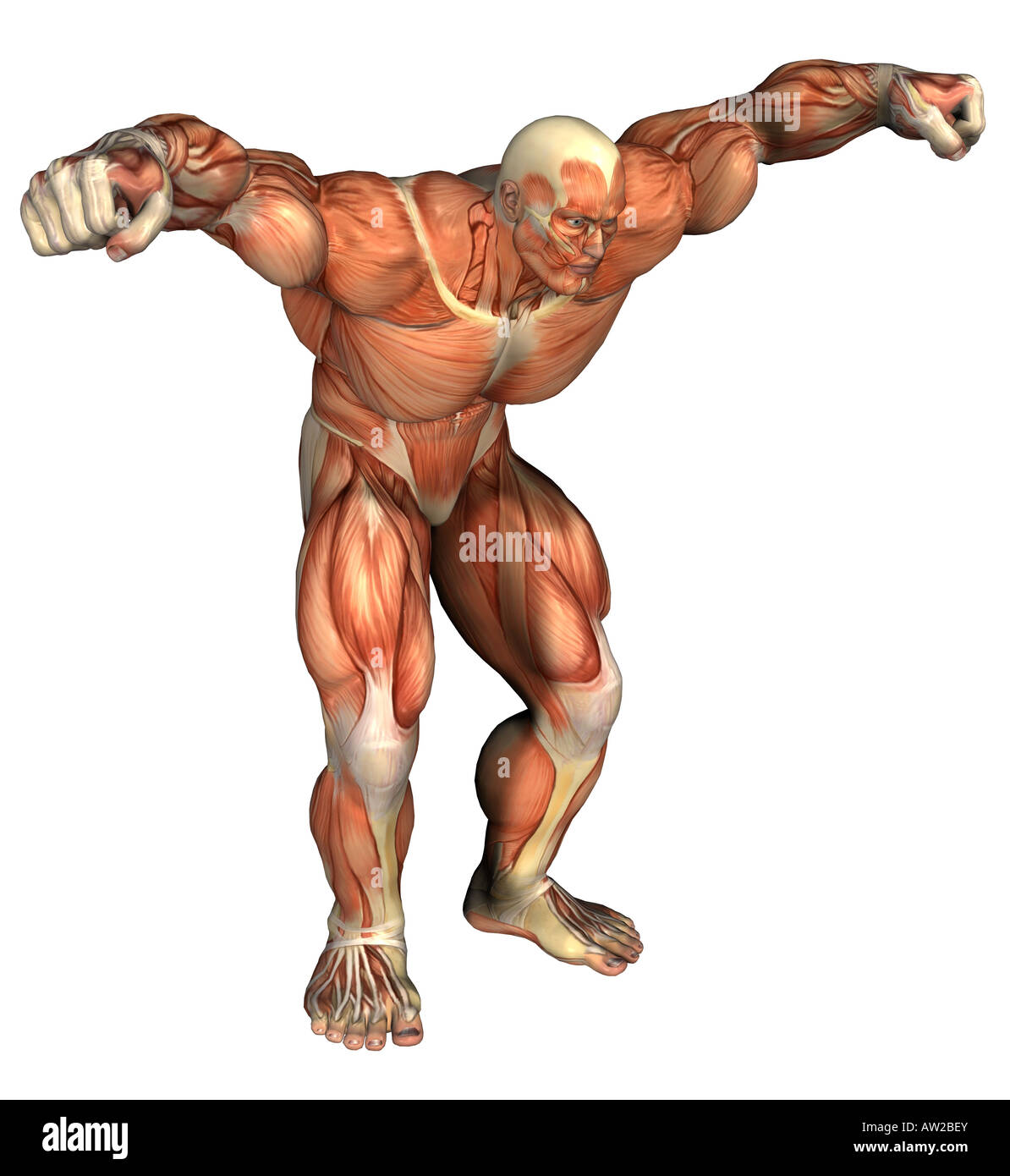 musculature of humans Stock Photo