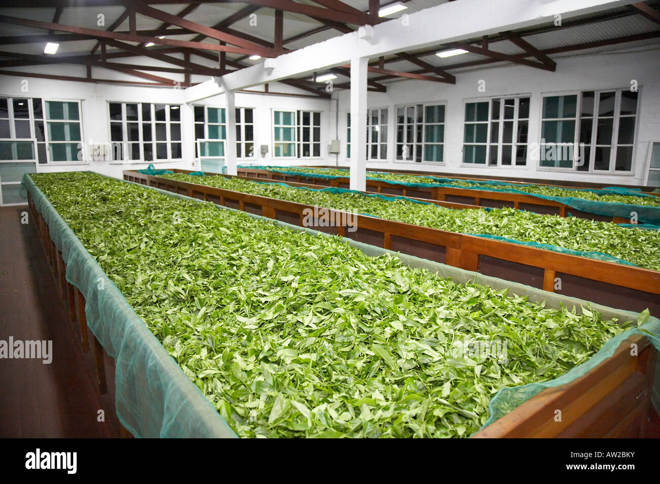 Tea production hires stock photography and images Alamy